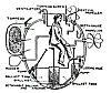 Turtle - Cross Section.